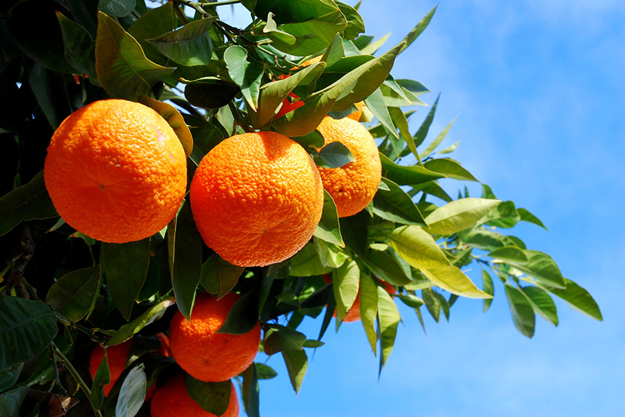 Pomarańcze rosną na drzewie. W tle błękitne niebo.