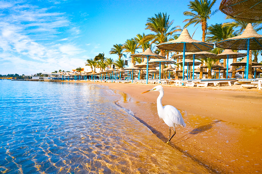 Po prawej plaża. Na plaży duży biały ptak z pomarańczowym dziobem. Za nim parasole i palmy. Po lewej morze.